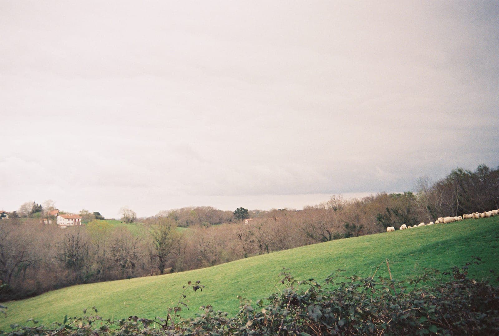 rolling countryside with bare trees and green fields
