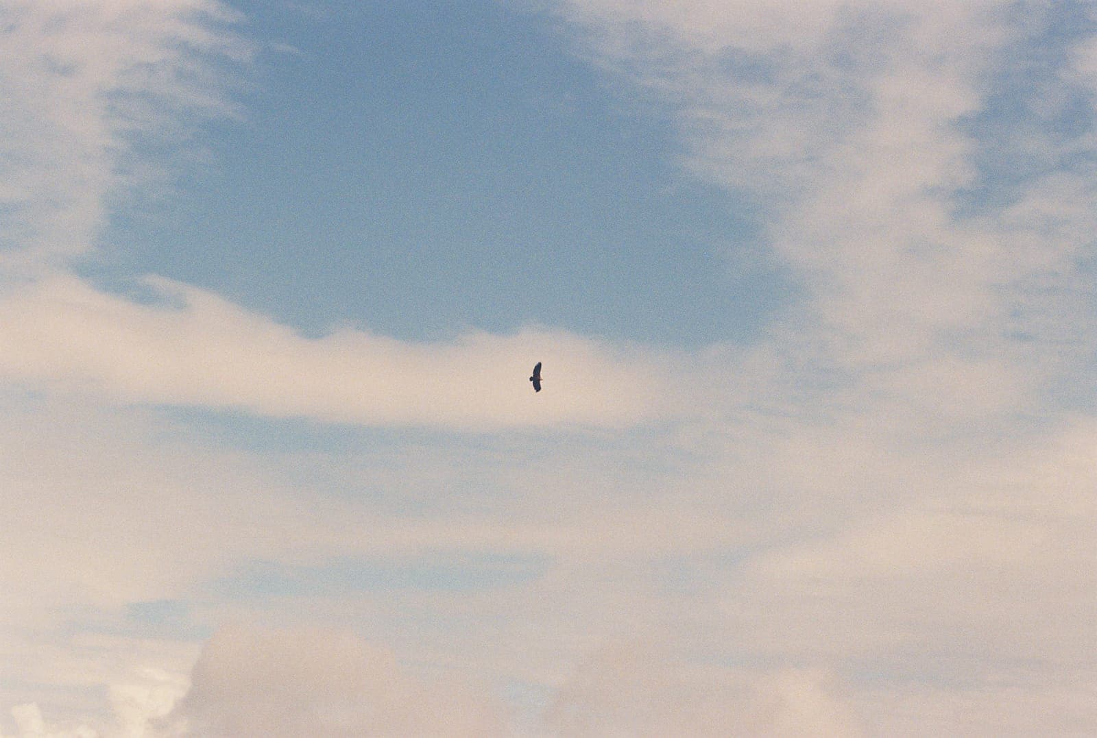 a lone bird crossing a wide open sky
