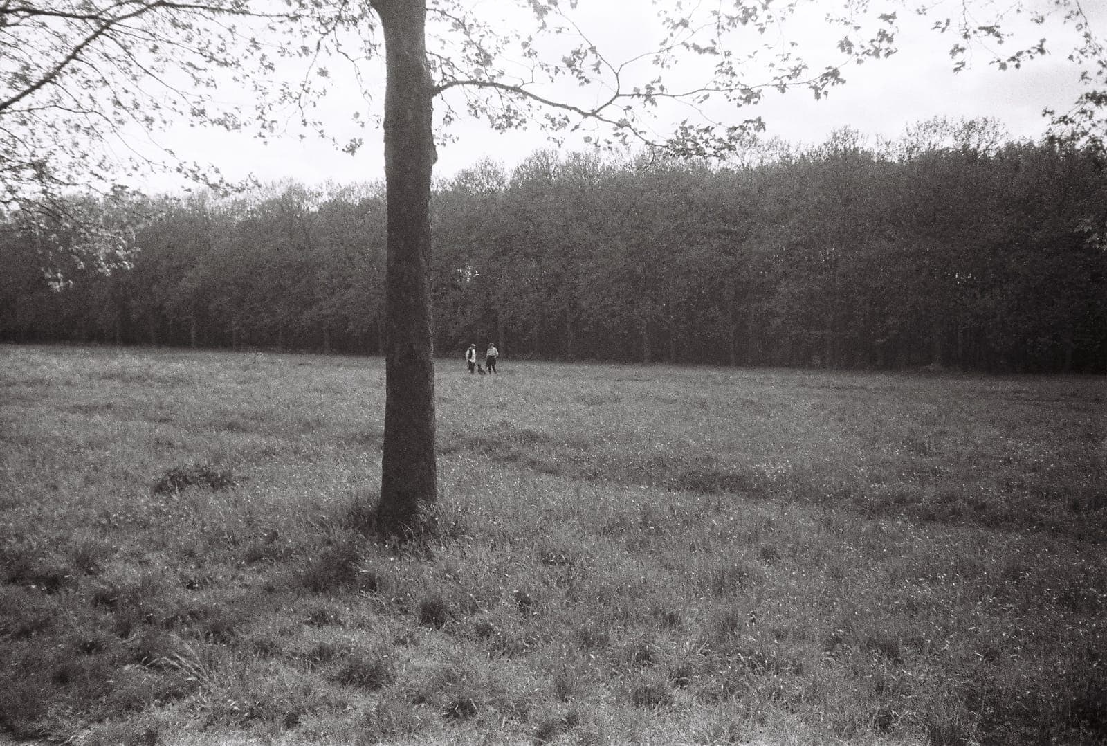 lone tree at the edge of a meadow, in black and white