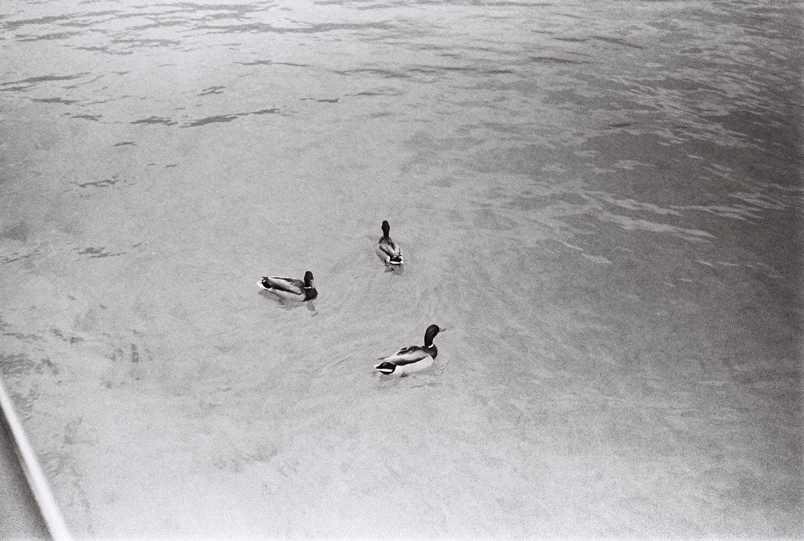 ducks drifting on still water
