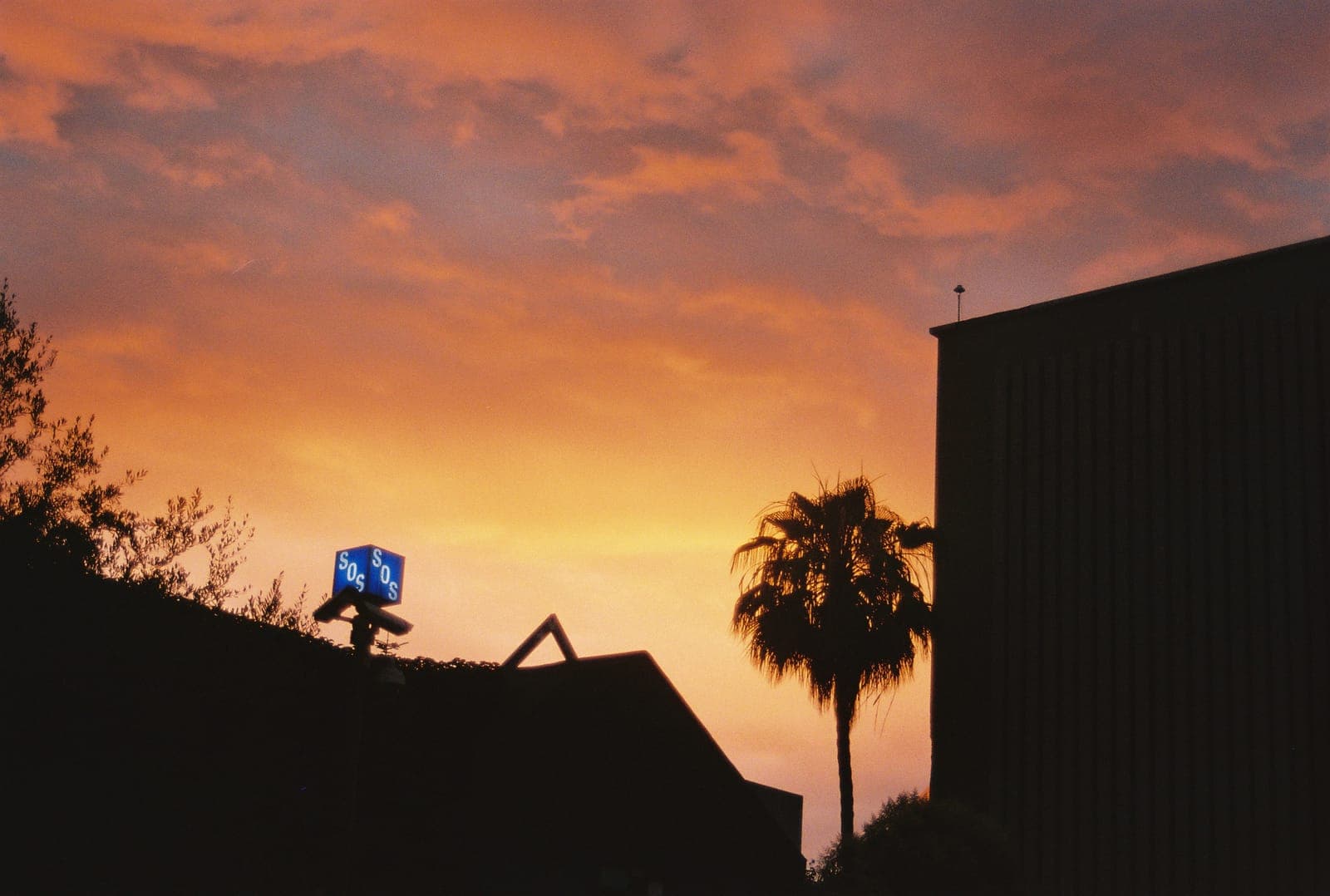 palm tree silhouetted against a burning orange sunset